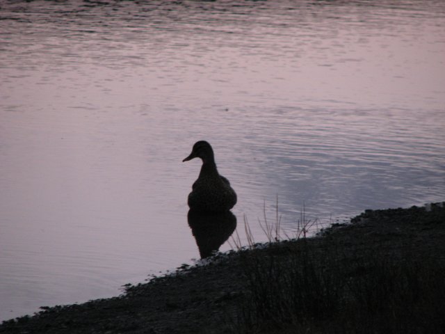 Just ducky